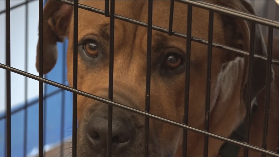 What's behind the Austin Animal Center's overcrowding problem?