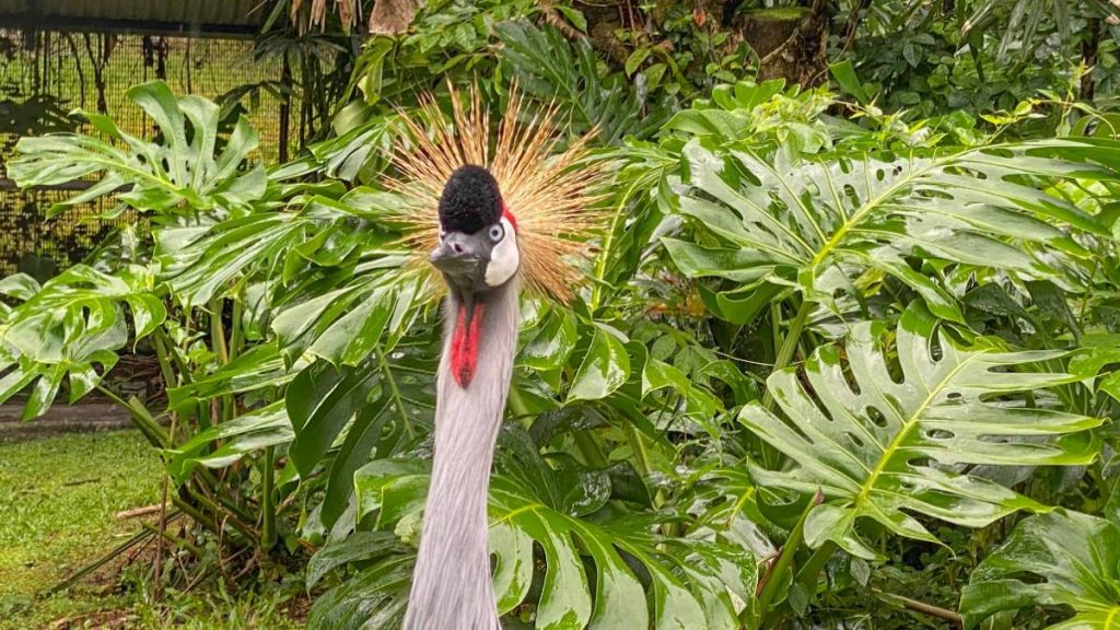 Which animal at Pana‘ewa Rainforest Zoo was voted the favorite in Big Island Now’s poll? : Big Island Now