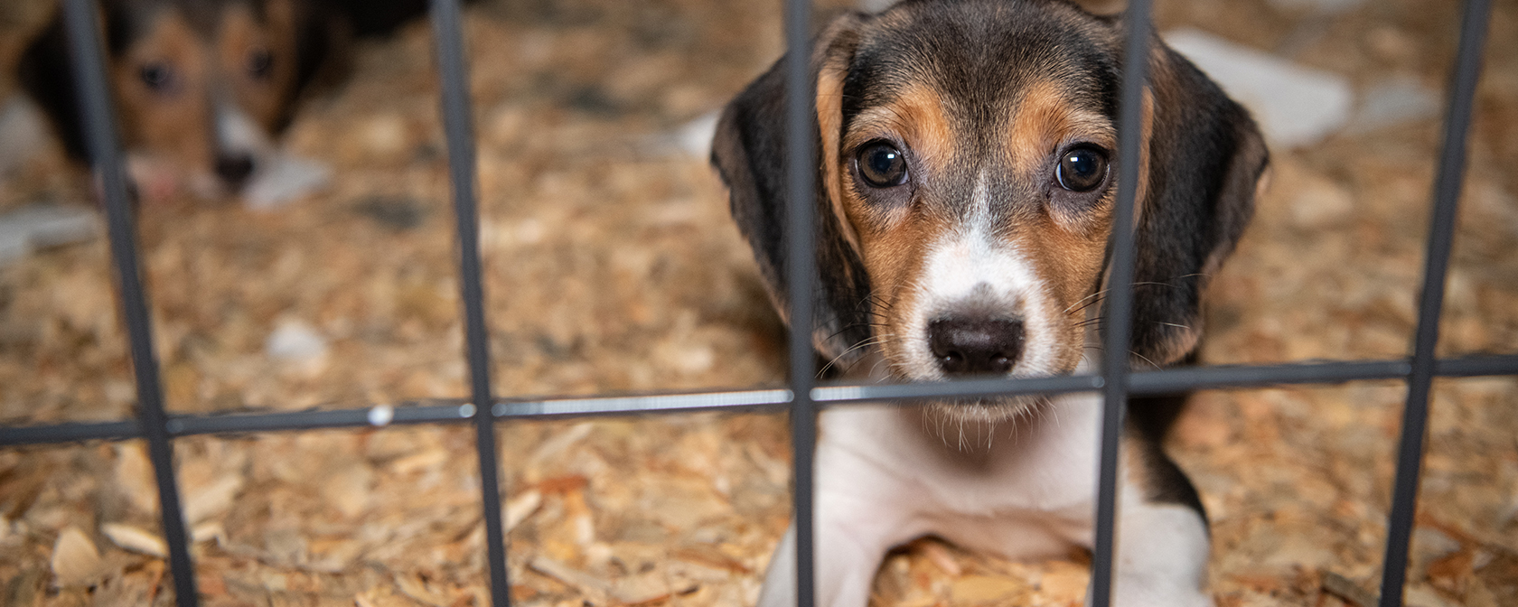 Win! Illinois bans unnecessary toxicity tests on dogs and cats