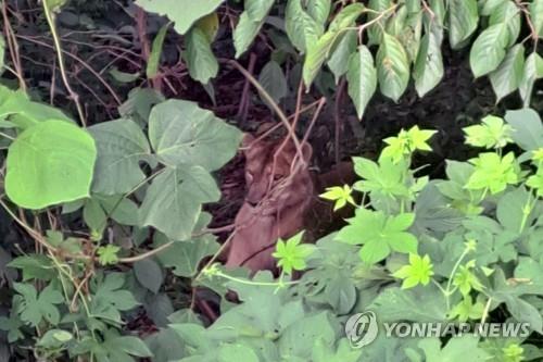 (3rd LD) Lioness shot to death after escaping from tourist animal farm in Goryeong