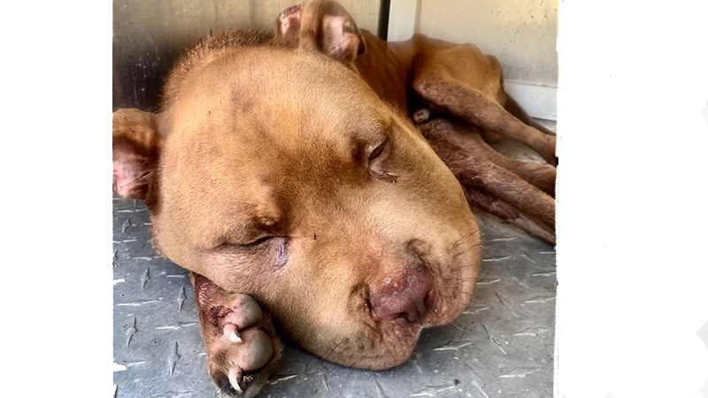 ANIMAL CRUELTY CASE: Dog euthanized after being found with maggots, large laceration on neck – LaGrange Daily News