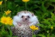 Channeled Messages from Hedgehog for All!