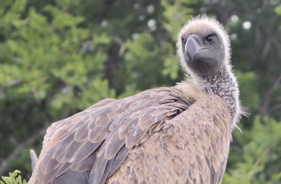 Conducting Vulture Nest Surveys on Hluhluwe-iMfolozi Park