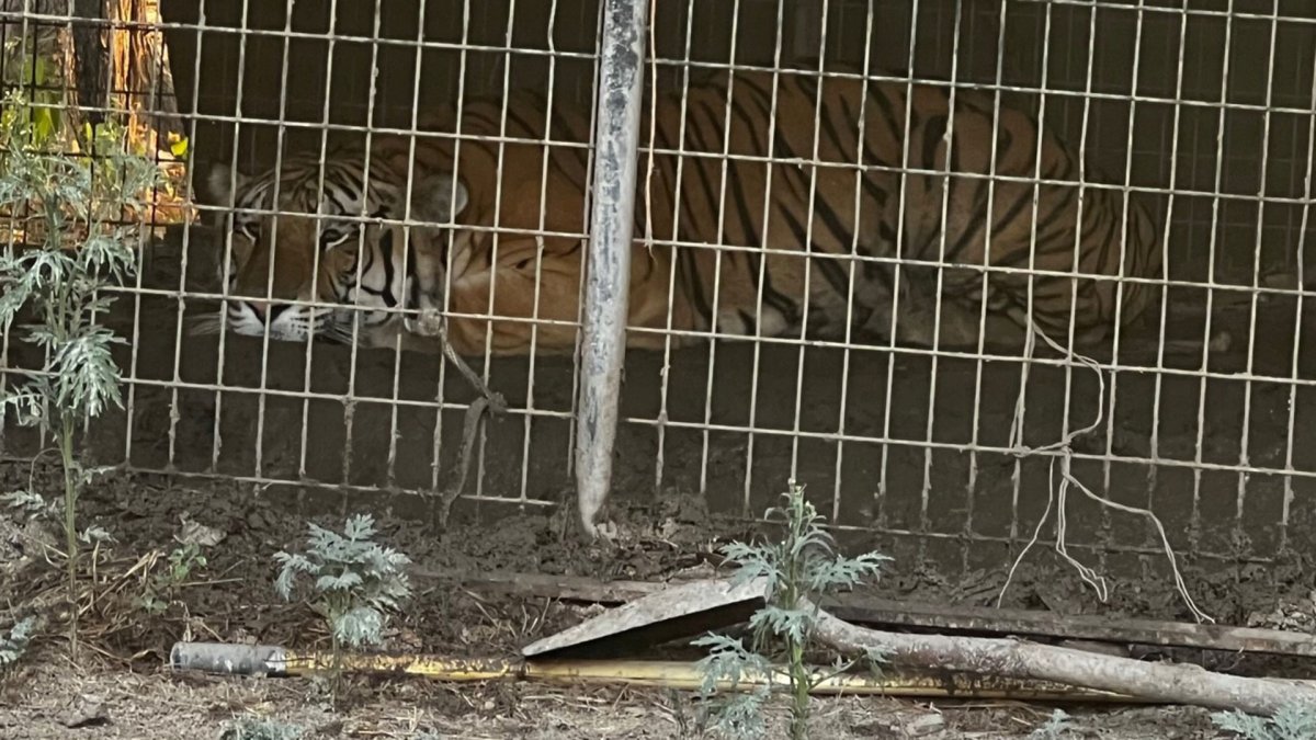 Dallas Police seize tiger, chickens in animal cruelty case – NBC 5 Dallas-Fort Worth