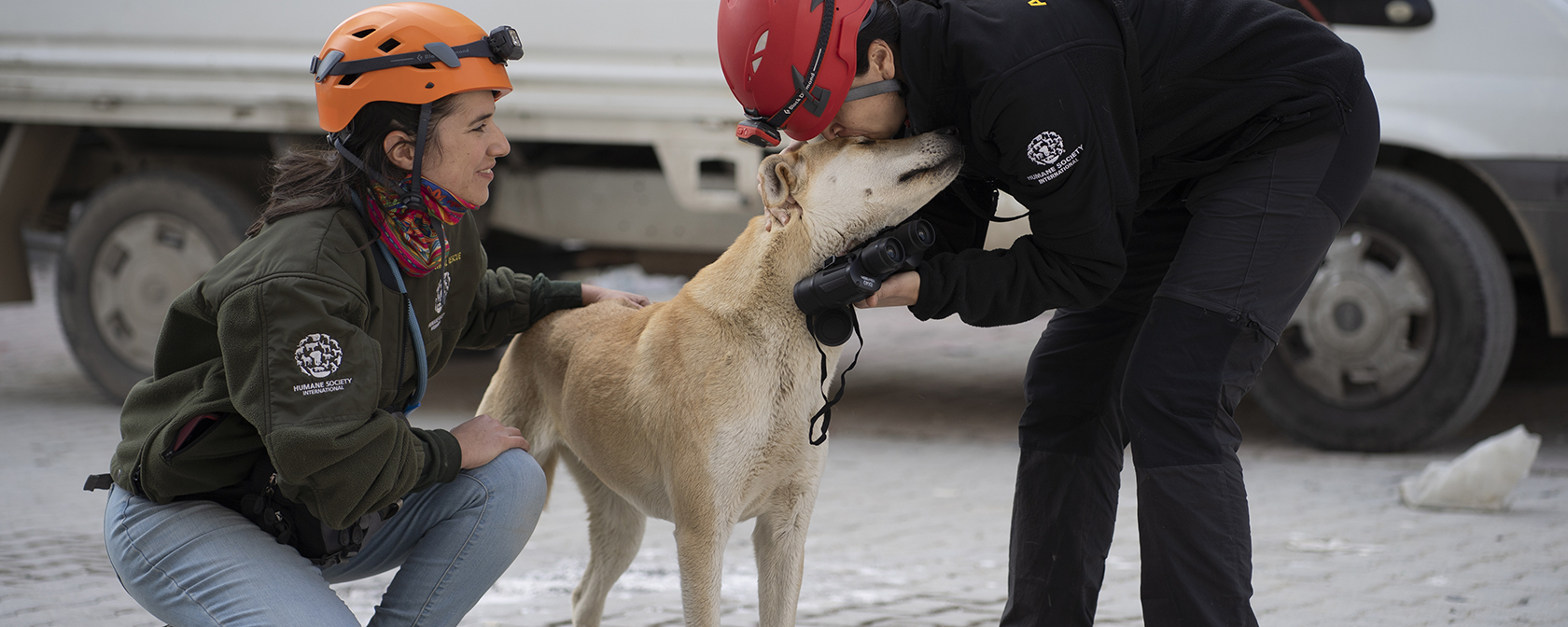 Dog import rule would dramatically impact rescue work and people traveling with pups