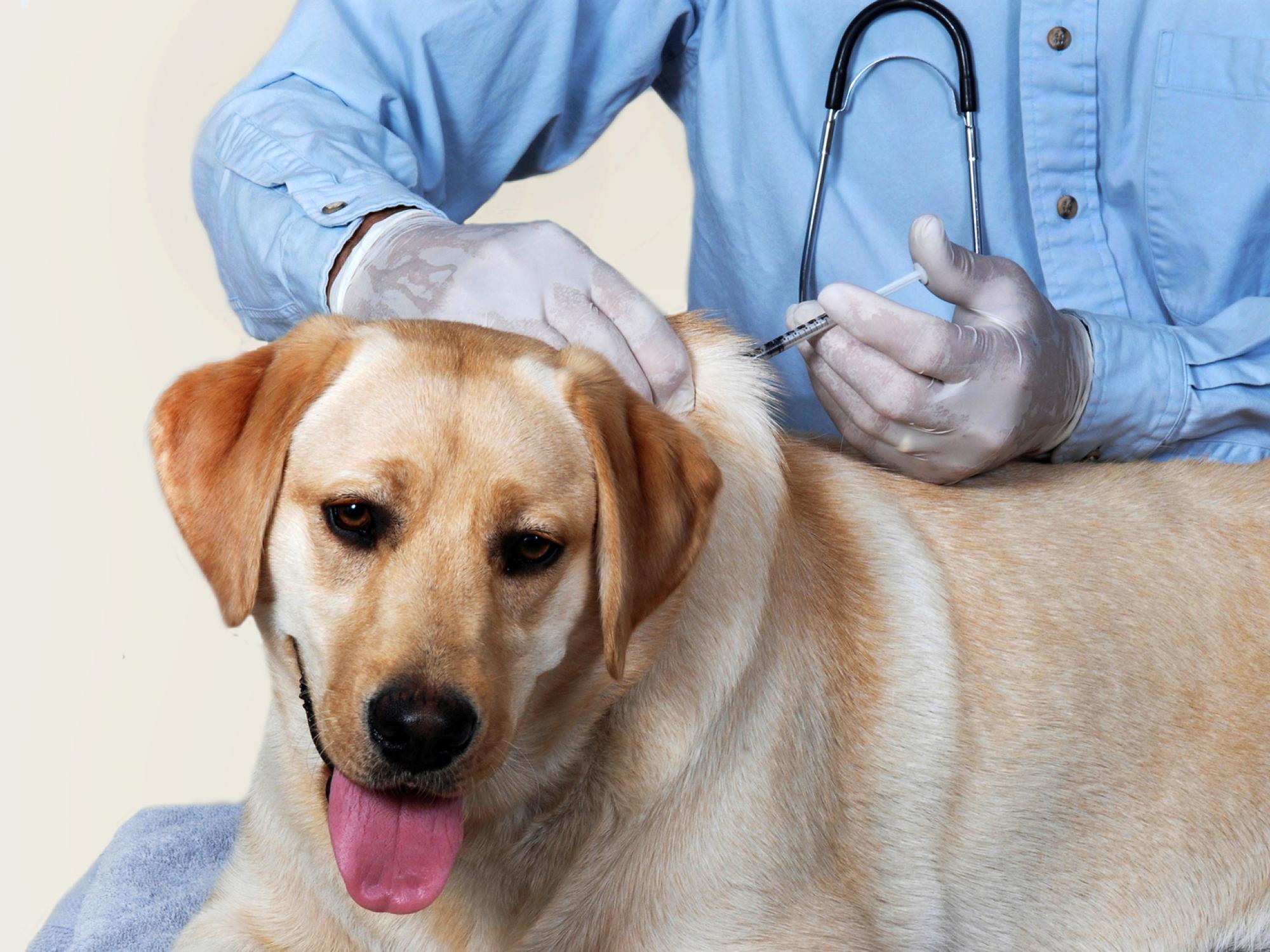 Free Animal Rabies Immunization Clinic Scheduled For August 24