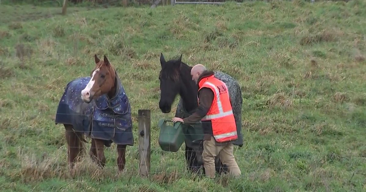 ‘It’s a crisis’ – animal org ‘drowning’ in horses