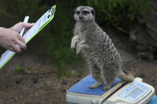 London Zoo’s animals, from tarantulas to tigers, get their annual weigh-in – The Durango Herald