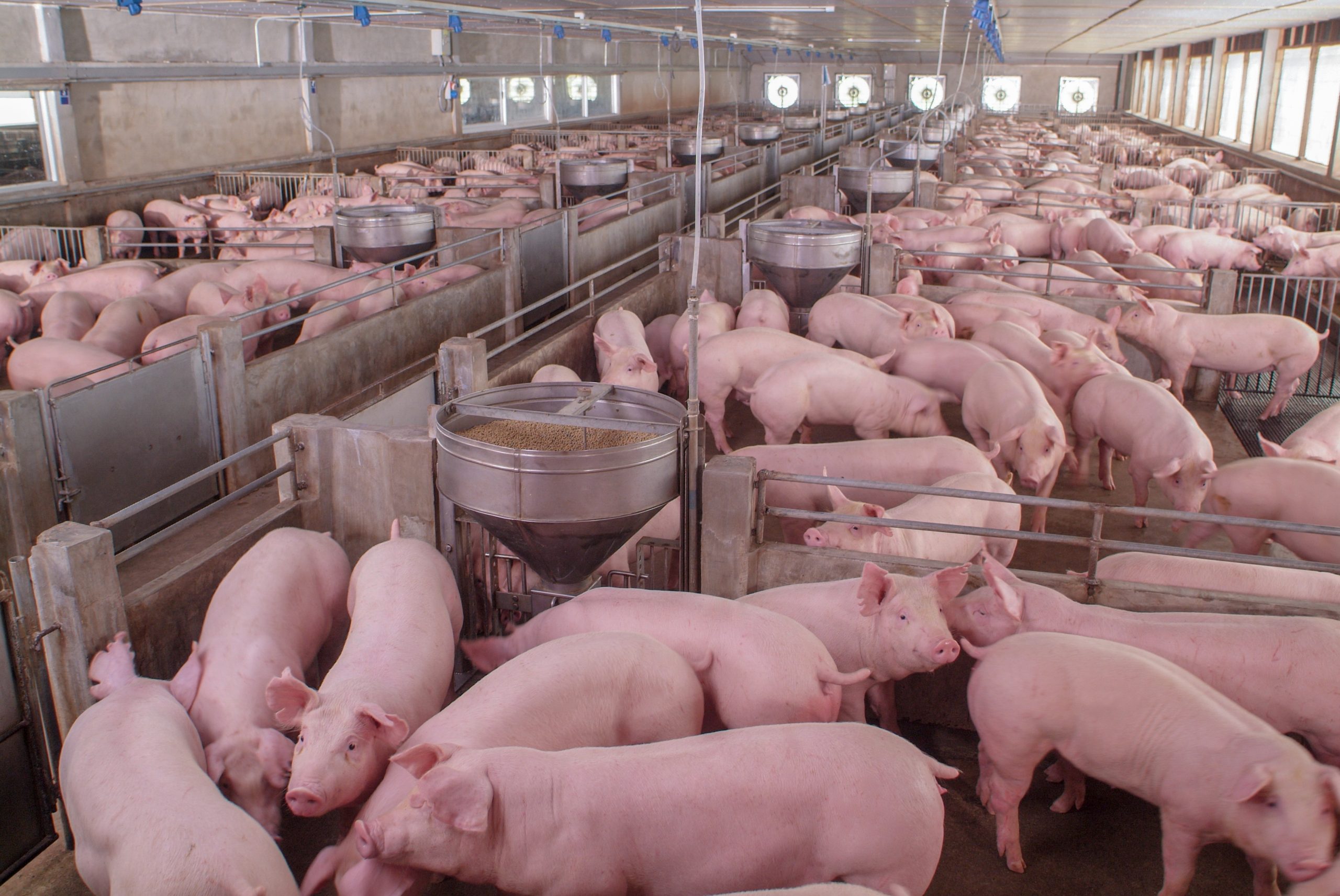 Pork Producers Sue Massachusetts over Animal Housing Law