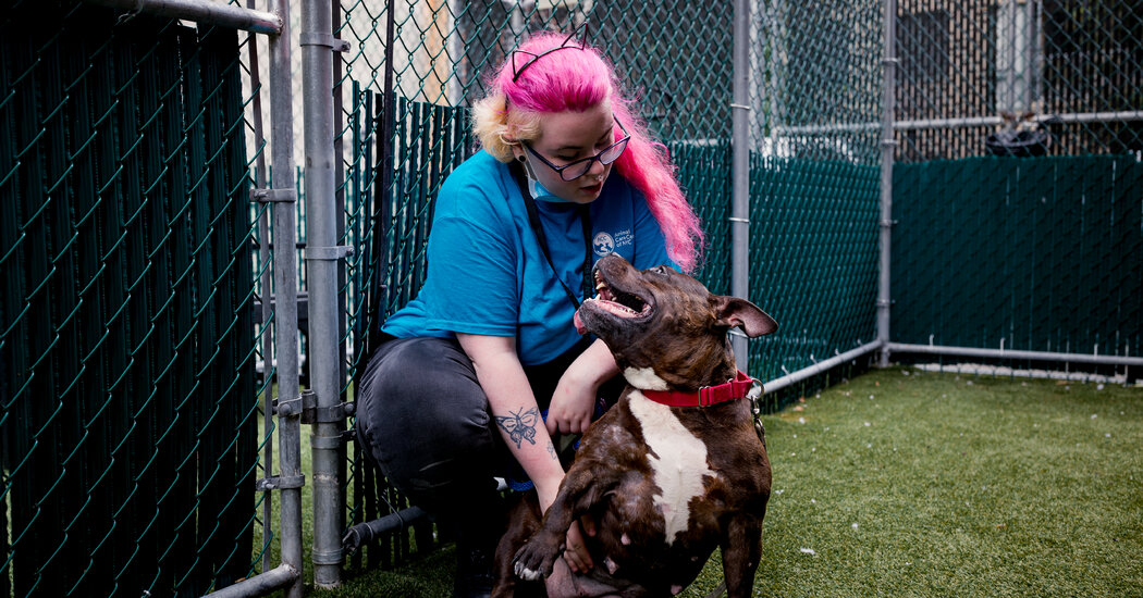 Too Many Cats, Too Few Vets: New York City Animal Shelters Are Bursting