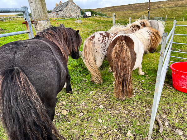 Unpopular with Ponies | My Shetland