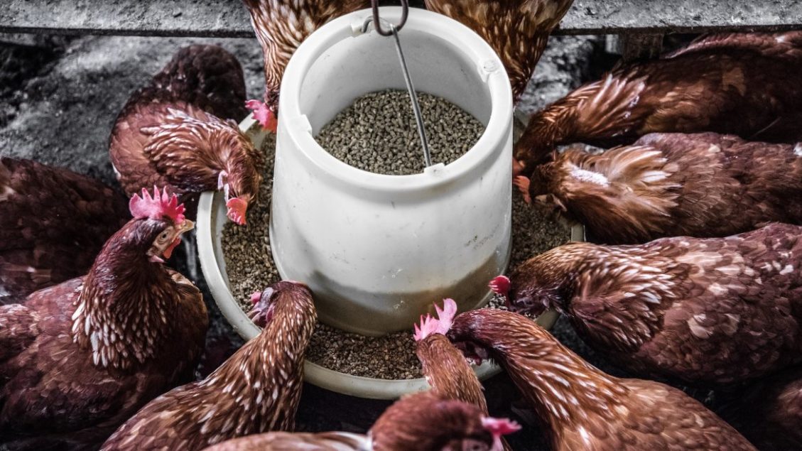 Animal Feed Probiotics Market Experiencing Growth