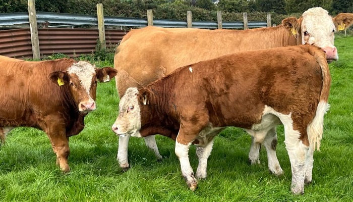 Beef – Protecting animal health in advance of weaning and housing with John Pringle – Teagasc