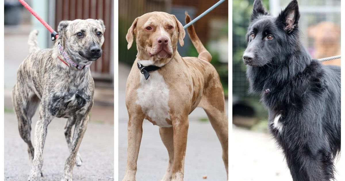 Can you help? Meet 10 beautiful Animal Lifeline dogs desperate for forever home