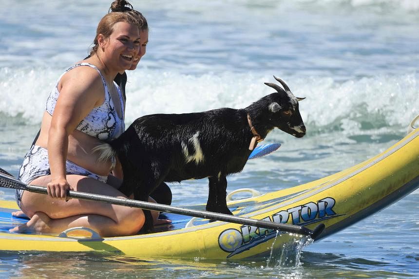Goat vibrations: Animals teach surfers in California