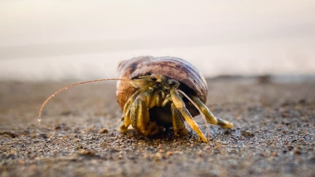 Hermit crabs: The social animal that will help its peers come out of their shells (by force)