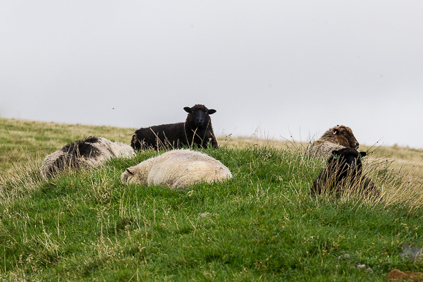 Mountain of Sheep | My Shetland