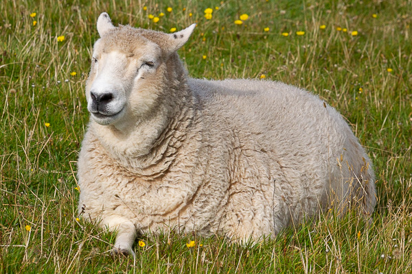 Sheep and Duckies | My Shetland