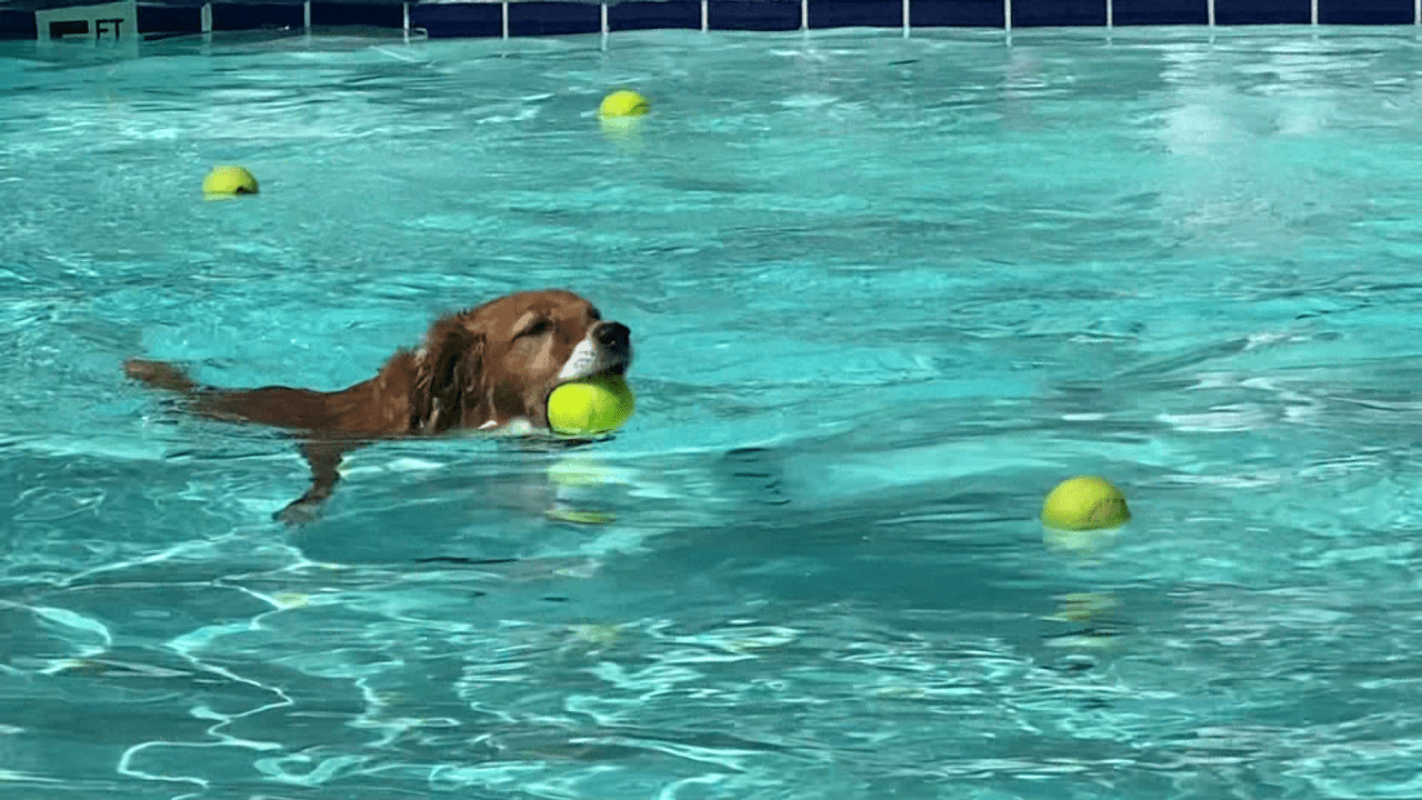 Sherwood Animal Shelter holds 4th annual pool party for dogs
