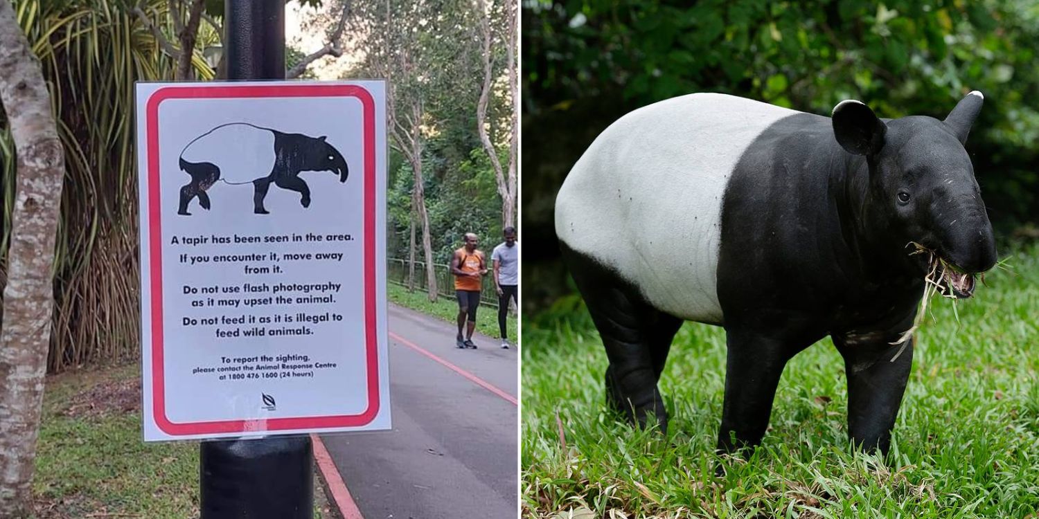 Tapir Sighting Sign Spotted Along Punggol Park Connector, Public Advised To Keep Away From Animal