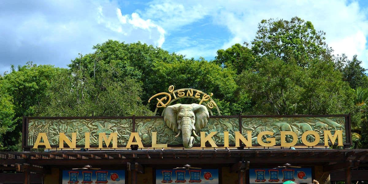 The Ultimate How-To Guide to Animal Kingdom Park at Disney World