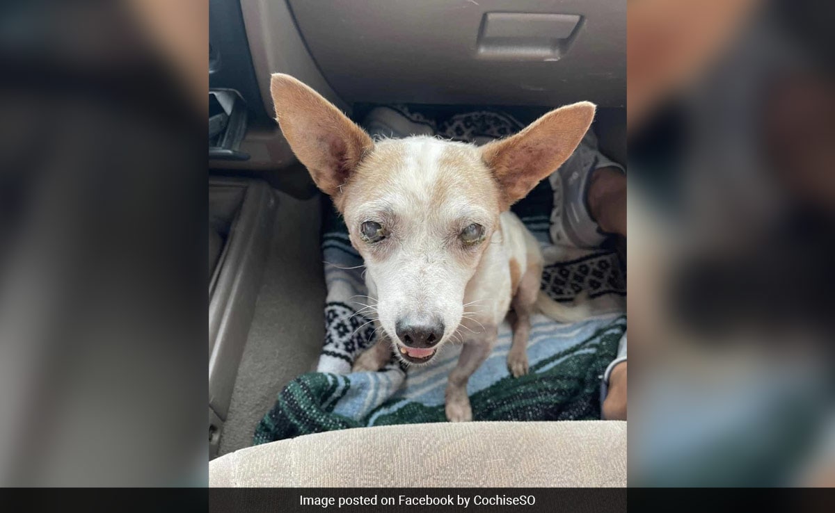 US Woman Arrested For Dumping Blind, Old Dog On Side Of Highway