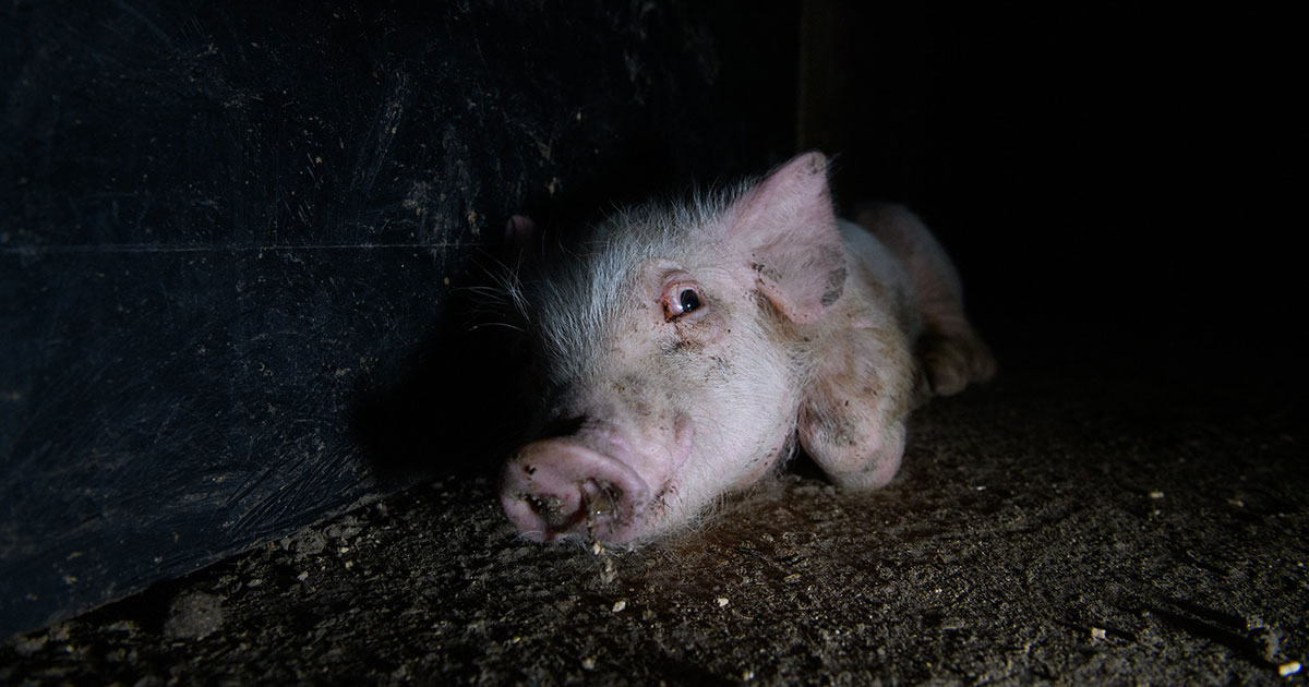 Undercover Footage Reveals Suffering on Multiple Pig Farms in Spain