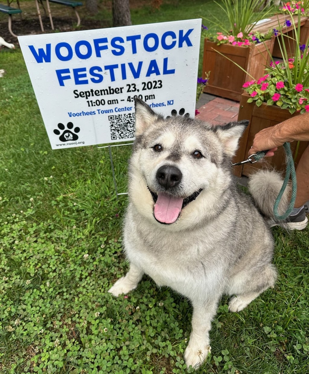 Voorhees Animal Orphanage to Host 27th Annual Woofstock Festival