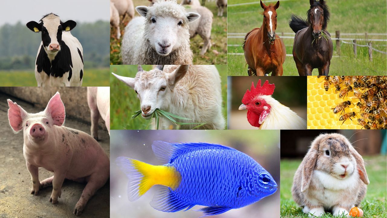 Animal By-Products Profitmaking Business