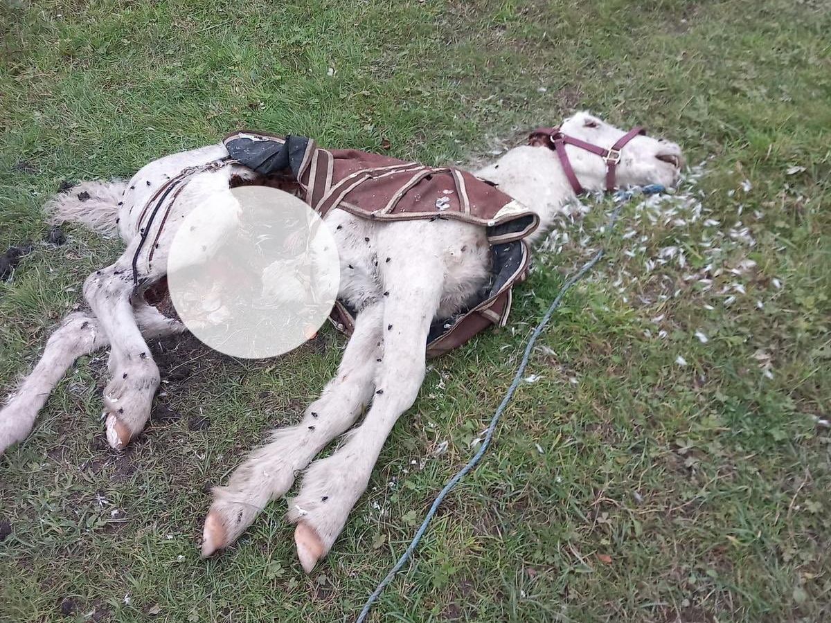 Animal charity My Lovely Horse expose grim death of horse in Darndale, Dublin