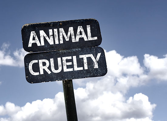 Davidson County, TN seeing increase in animal cruelty cases