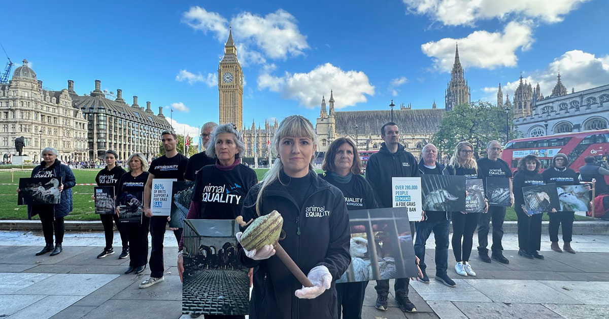 Foie Gras: UK Parliament Debates Import Ban as Protesters Gather