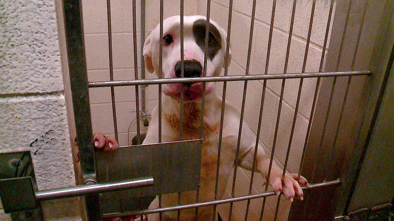 Indianapolis Animal Care Services problems could have election impact
