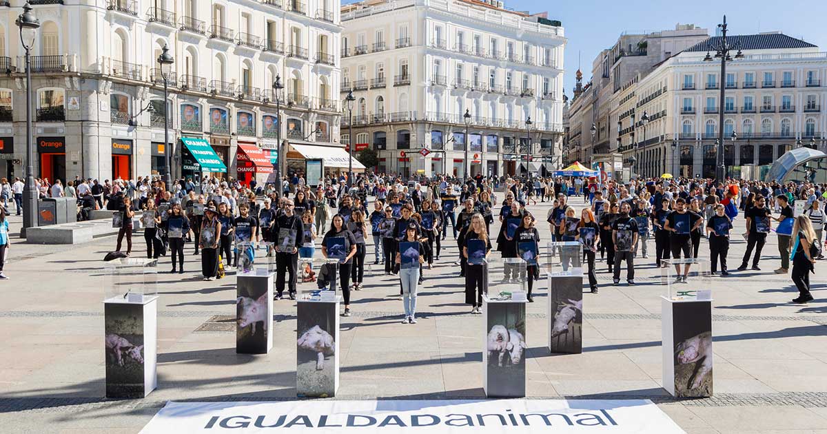 Madrid Protesters Set Up Powerful Display of Tools Used for Pig Mutilation