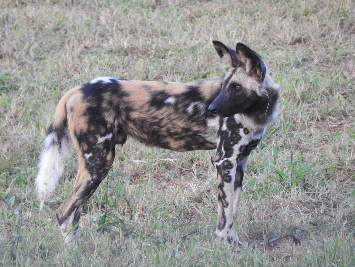 New Pack of African Wild Dogs Released onto uMkhuze