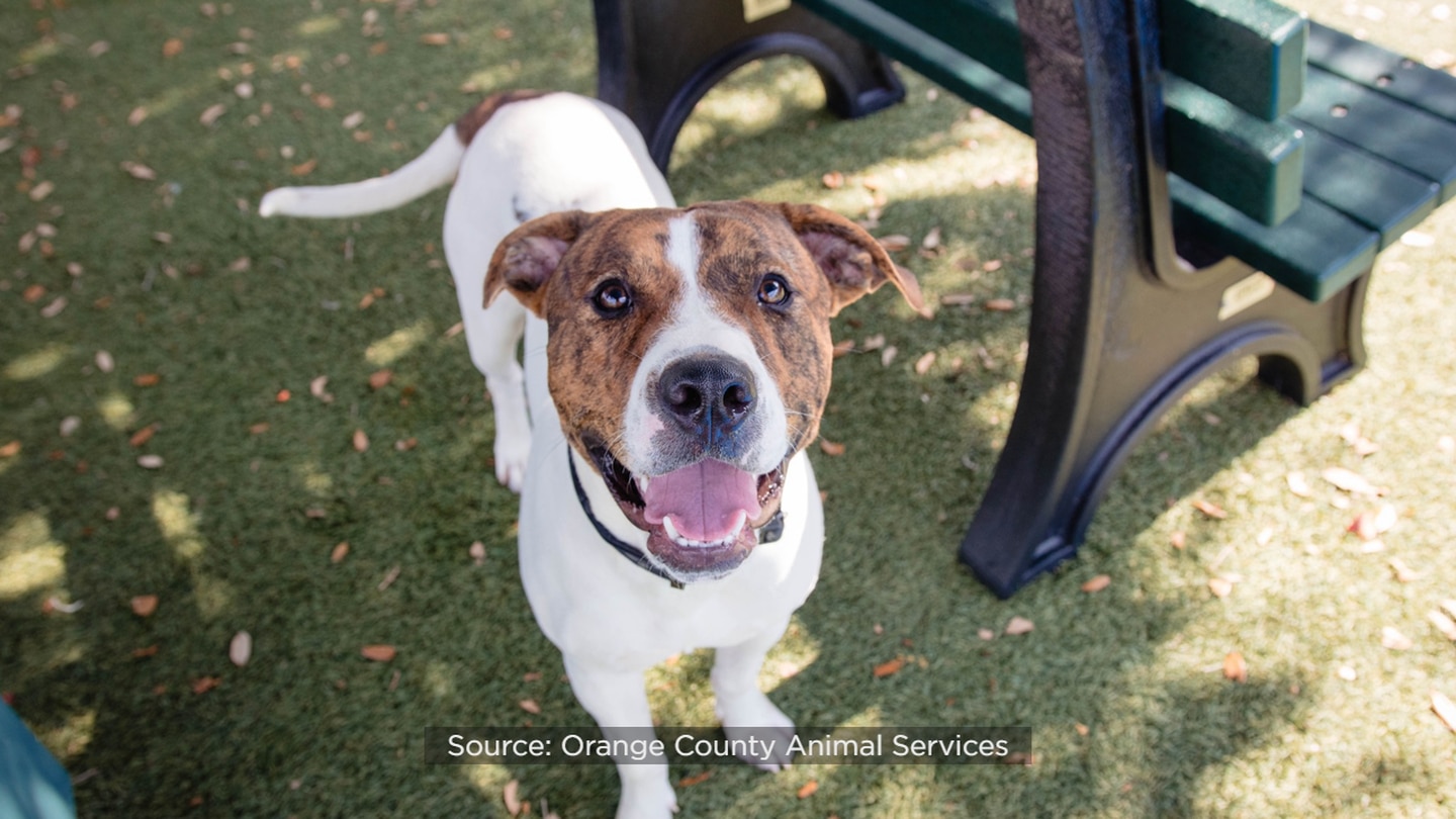 Orange County Animal Services seeking ‘unicorn adopters’ for senior, medically complex dogs – WFTV