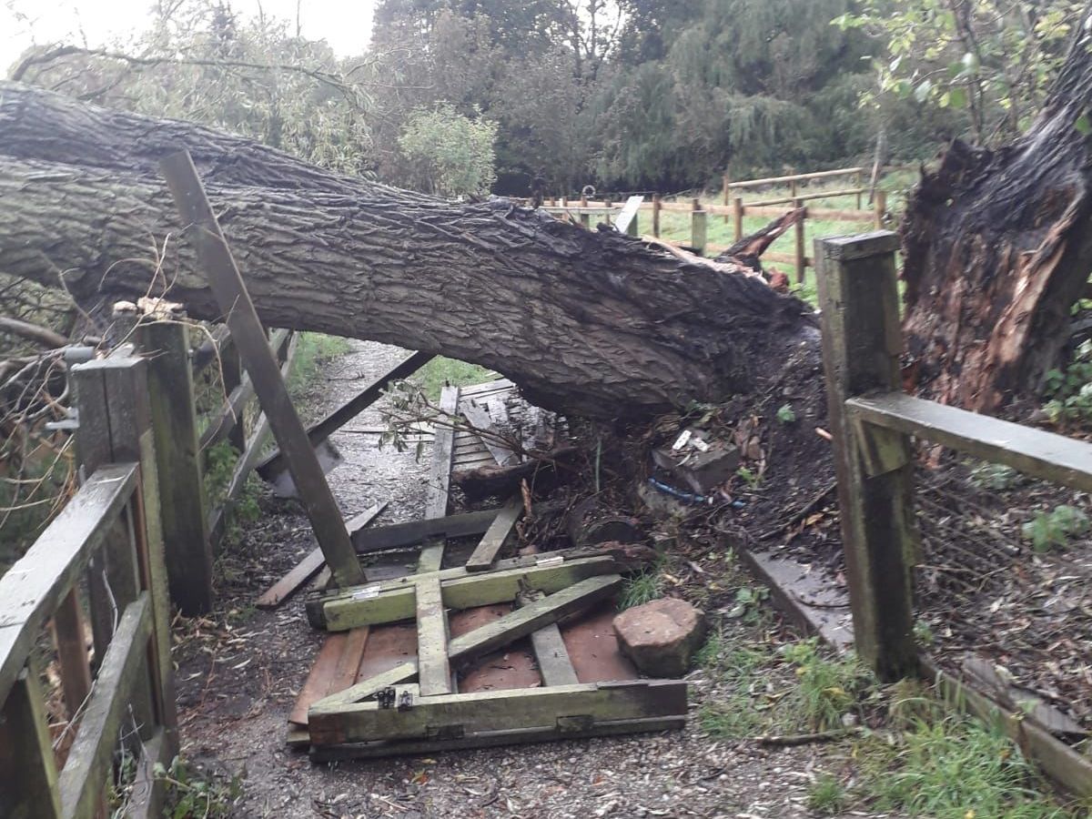 Large willow tree that has fallen down at Brockswood Animal Sanctuary in Sedgley
