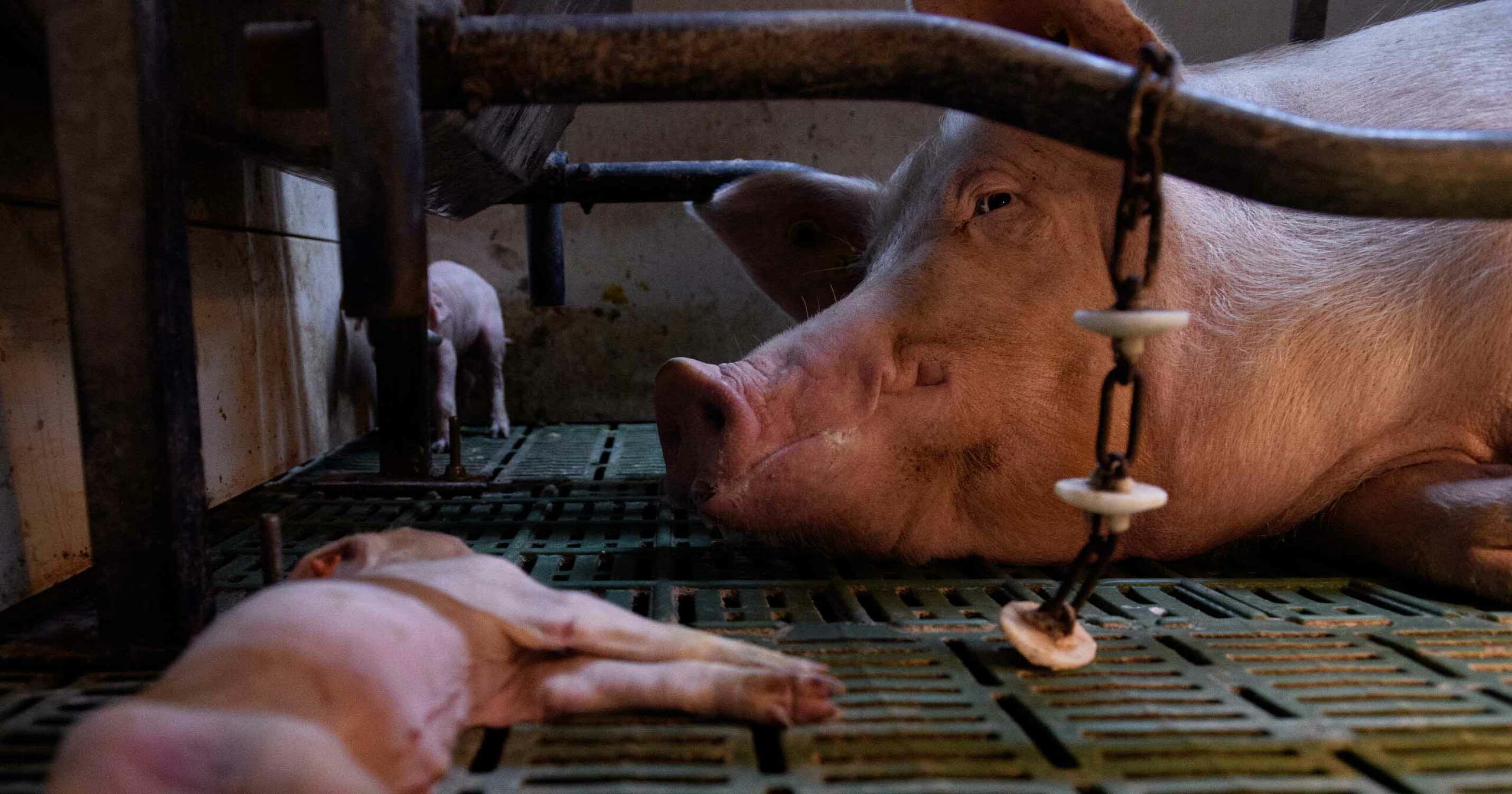 Spanish Pig Farms: Injury, Confinement, and Death Revealed
