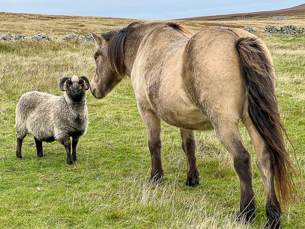 Stand Your Ground | My Shetland
