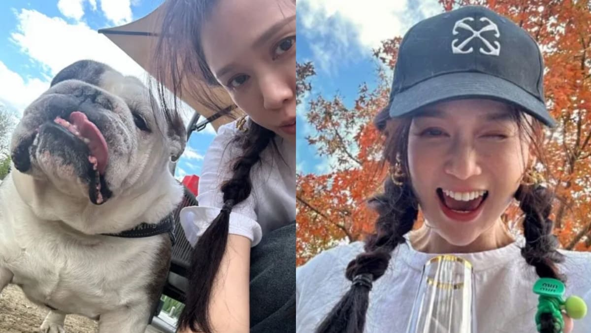Taiwanese actress Joe Chen slammed for speaking out for stray animals after vicious dog attacks in China