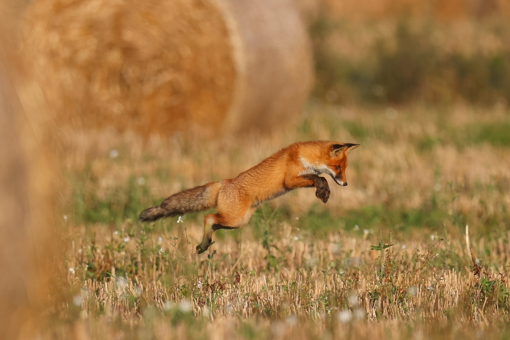 Wild fox hunts mice in the field