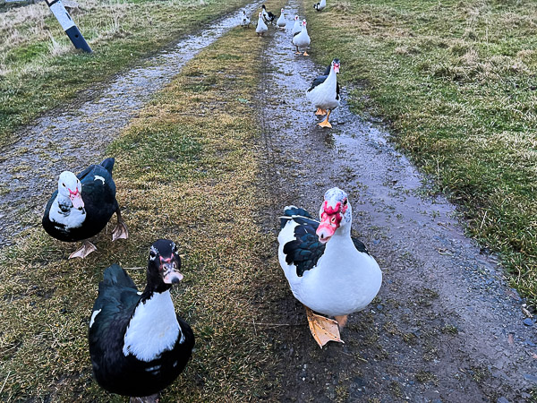 A Dozen Ducks | My Shetland