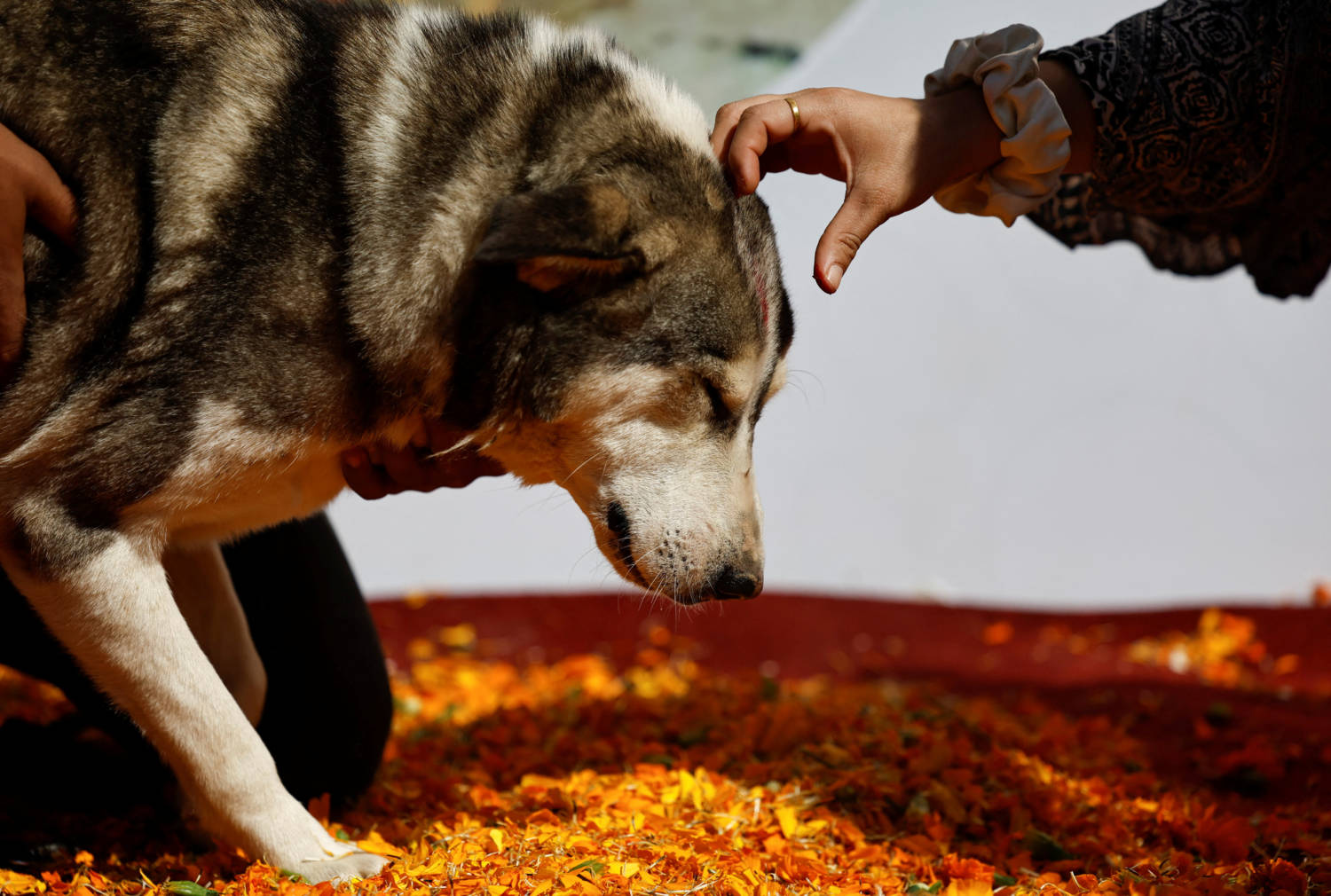 Rescued Dogs In A Shelter Are Pictured Day Ahead Of Kukur Tihar, The Festival Of Dogs, In Lalitpur