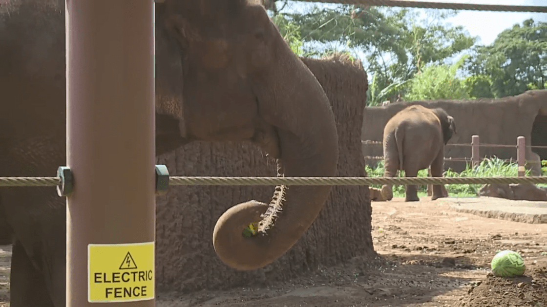 Animal activists call for the release of 2 elephants from Honolulu Zoo