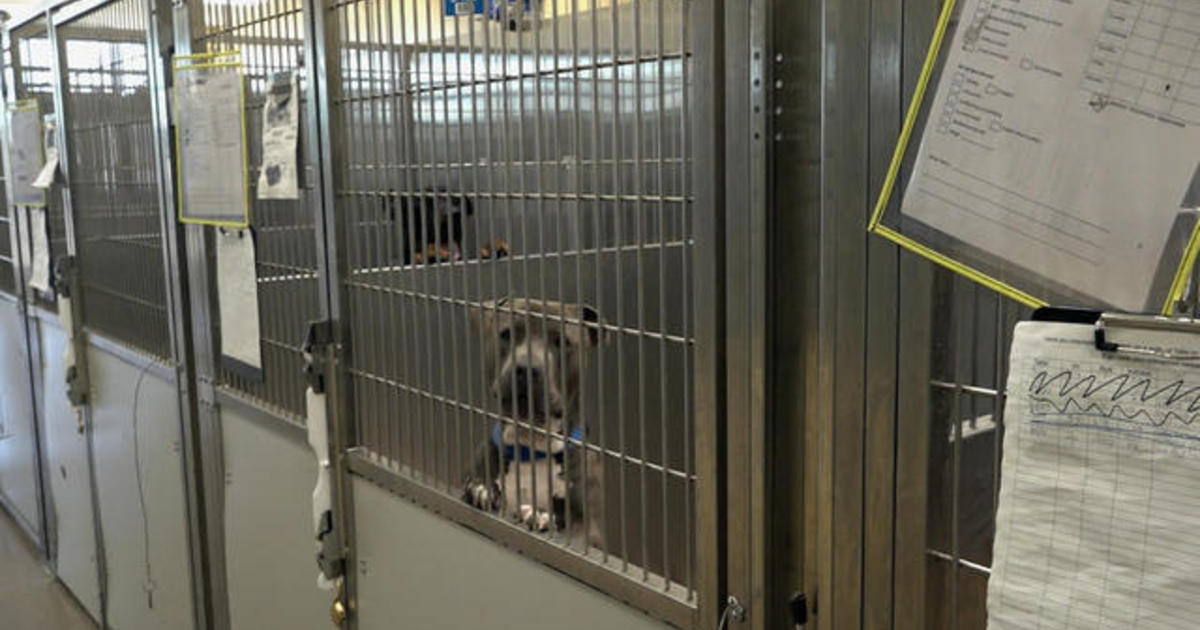 Animal shelters think creatively to help families keep their pets amid "crisis"