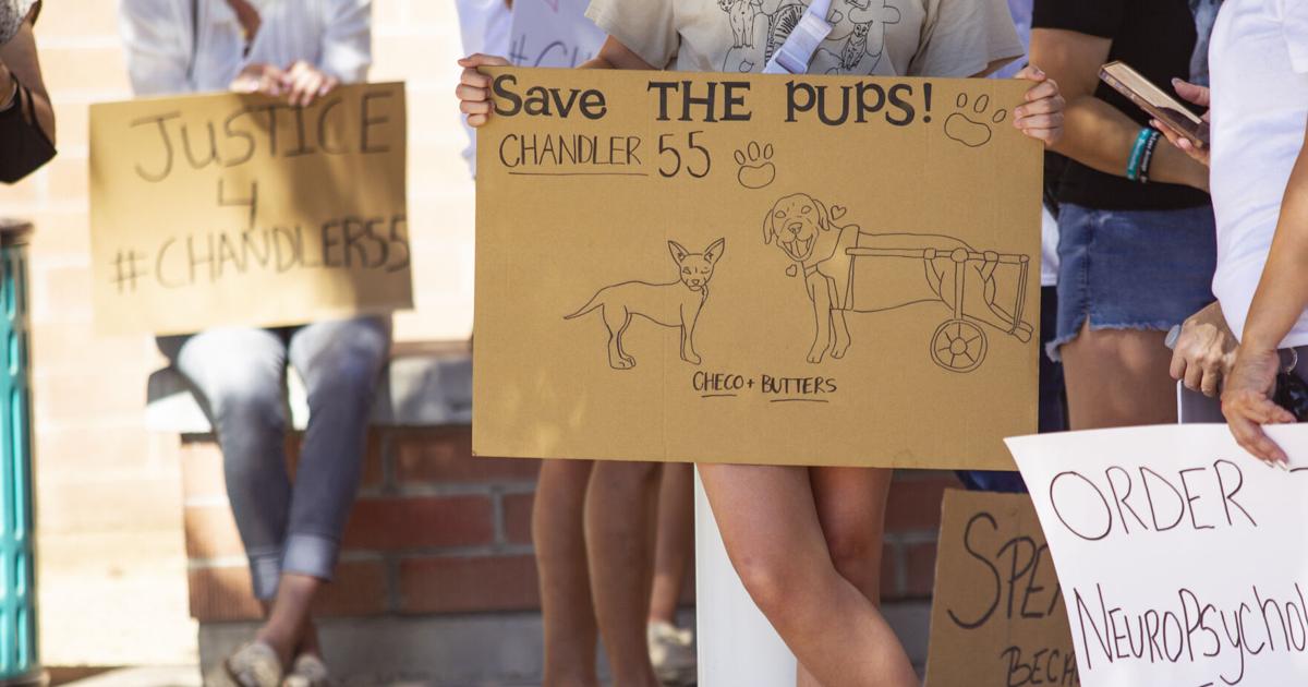 Chandler toughening animal abuse laws | Citynews