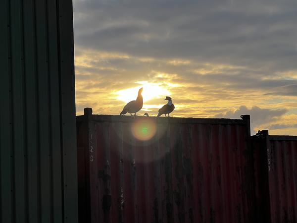 Ducks on the Container | My Shetland