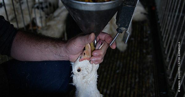 Newly-Released Images Expose Force-Feeding on French Foie Gras Farms