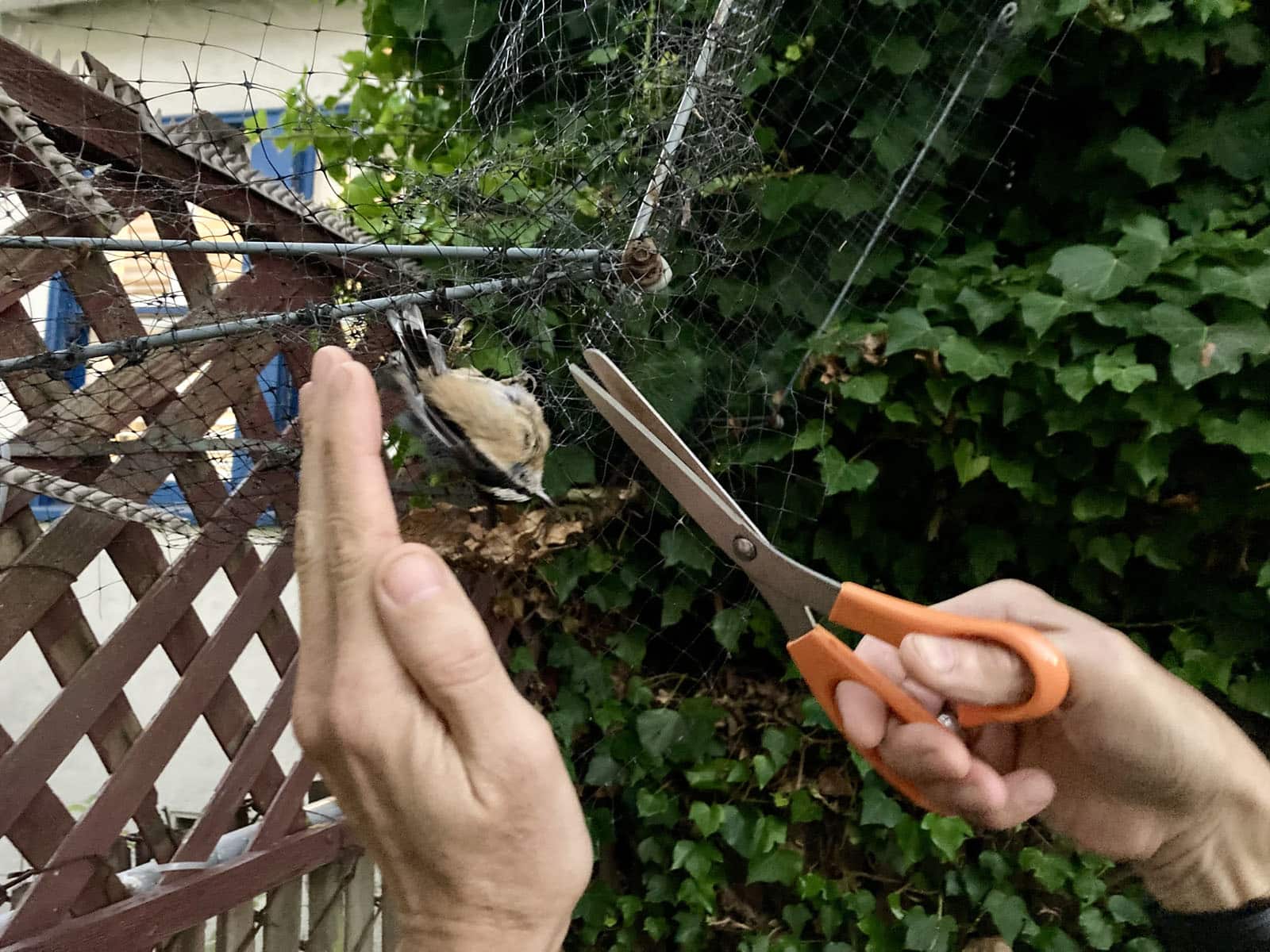 Alameda Post - a bird trapped in netting, a pair of hands, and a pair of scissors gently cutting the net in this animal rescue operation
