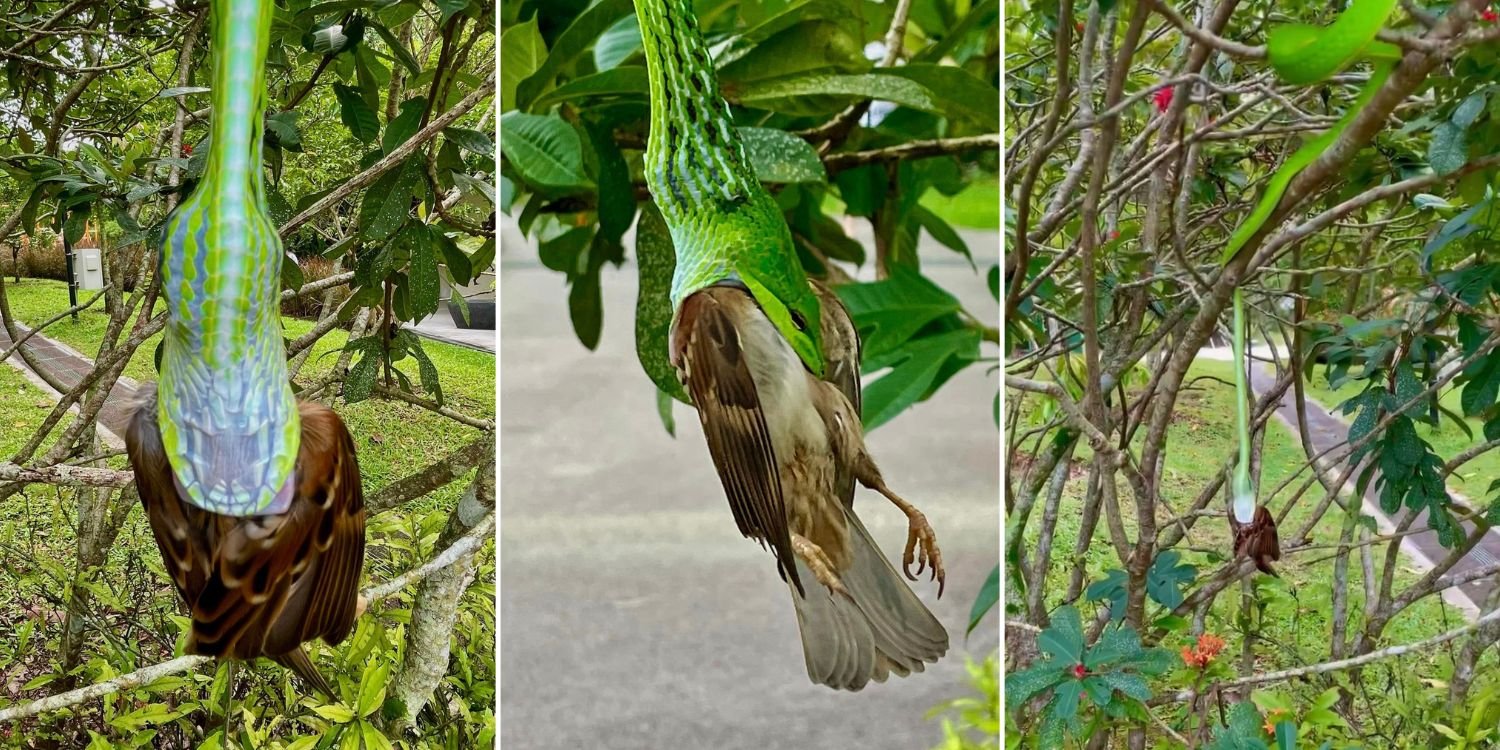Snake Nearly Swallows Sparrow Whole In Bukit Panjang, Scene Leaves Animal Lovers In Awe